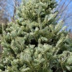 Jedľa srienistá (Abies concolor) - výška 250-300 cm, kont. C130L